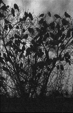 Drakonhail : Airs de Corbeaux Drakonhail : Airs de Corbeaux